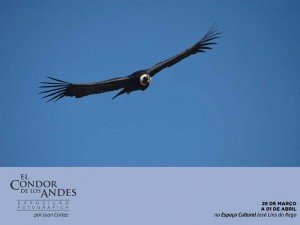 exposicao-el-condor-de-los-andes
