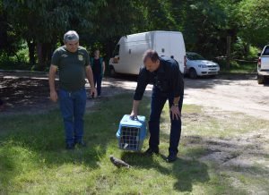 animais-meio-ambiente