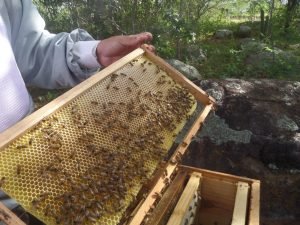 apicultura-emepa3-23-07