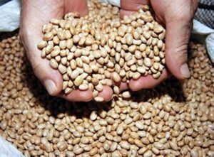 graos-feijao