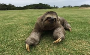 bicho_preguica_no_golfe_1